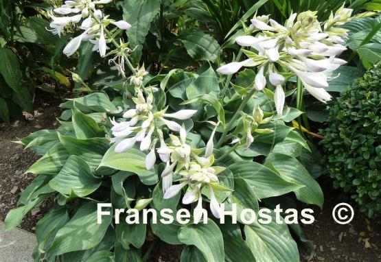 Hosta Fragrant Star